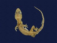 藏品(蝎虎)的圖片
